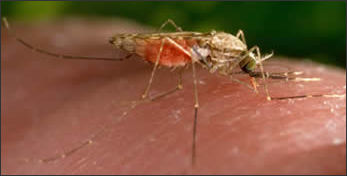 20110306-Mosquito cdc agambiae.jpg
